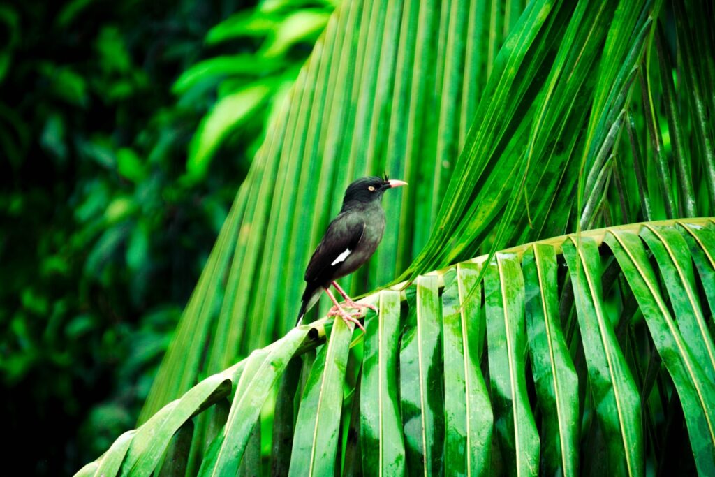 Bird Photo | Bird Photography